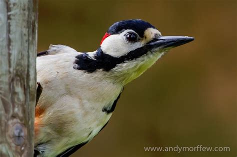 Birdorable Great Spotted Woodpecker < Meet the Birds