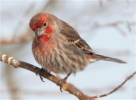 Birds - Michigan