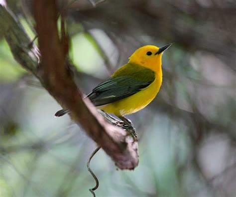 Birds - and watchers - are flocking to Grand Isle