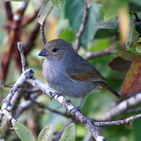 Birds Caribbean (@BirdsCaribbean) / Twitter