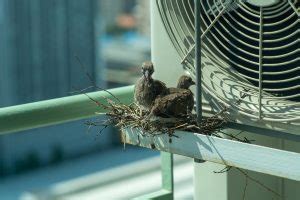 Birds Nesting In Roof AC Unit - A Community of RVers