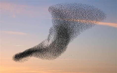 How a Flock of Birds Can Fly and Move Together