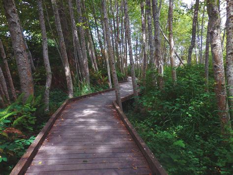 Birds Silverdale WA Clear Creek Trail