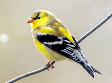 Birds This Winter: The American Goldfinch