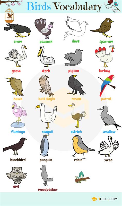 Birds a word. Things To Know About Birds a word. 
