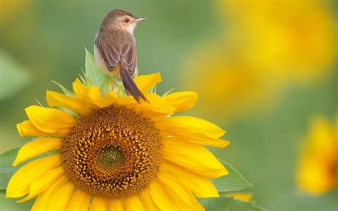 Birds and blooms. Things To Know About Birds and blooms. 