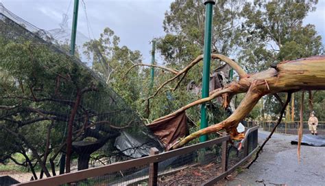 Birds escape at Oakland Zoo after tree damages enclosure