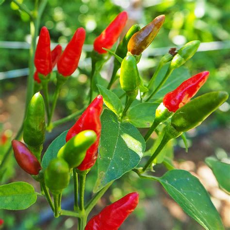 Birds eye peppers. Jul 28, 2022 · The peppers are typically green, ... Bird’s Eye/Piri Piri/Thai Chili. Scoville Heat Units: 50,000-250,000. Though this chili has many names, it boasts one real flavor: intense spice—the kind ... 