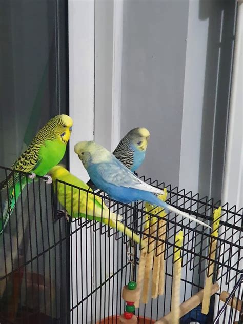 Birds for sale in Worcestershire - Gumtree