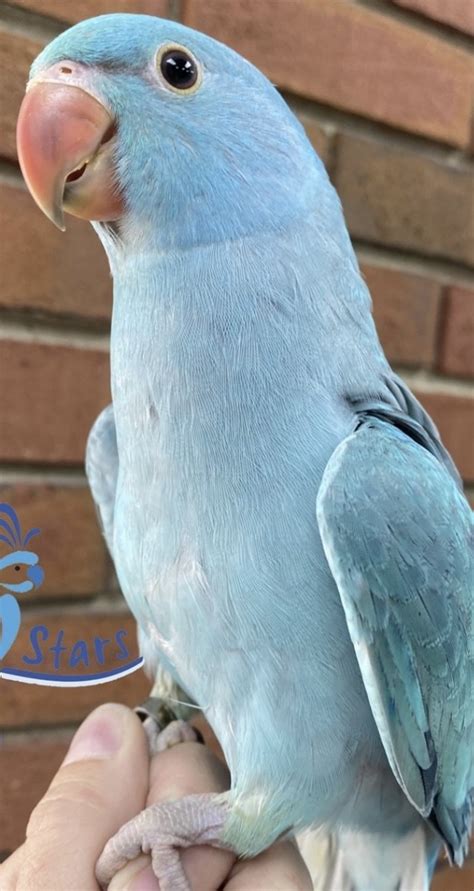 Birds For Sale. If you are looking for a new bird or a bird breeder in your area, you have come to the right place! With over 150,000 birds listed to date, we are leading the way in a quality and easy to use pet bird search. You will find African Grey Parrots, Macaws, Cockatoos, Conures, Parakeets, Eclectus, Amazons, Caiques, Finches and many ....