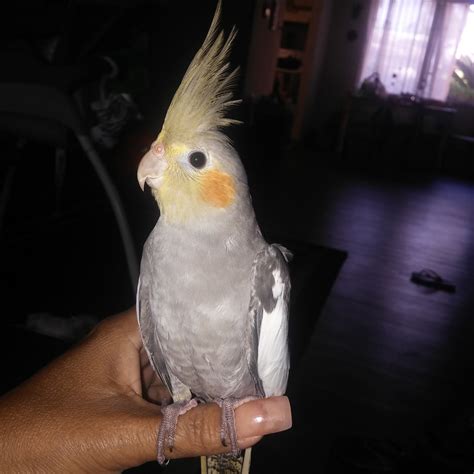 Pets near Orlando, FL - craigslist. newest. 1 - 120 of 1,377. Maltese Puppies · Orlando · 49 minutes ago. hide. Parakeet Rehoming · Orlando · 55 minutes ago pic. hide. Cheap transport from Palm Harbor to Orlando available SATURDAY 10/28! · Orlando · 1 hour ago pic.. 