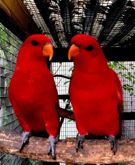 Tallahassee. Tampa. West Palm Beach. Species. Baby. $275. Bird and Parrot classifieds. Browse through available bird and parrot adoptions in florida by aviaries, breeders and bird rescues.. 