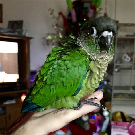 Cockatiel, Kentucky » Louisville $550 Green cheek conure Sami Beautiful 1 year green cheek conure with cage and accessories (toys) . Just have it 3 wee.. Green Cheek Conure, Kentucky » Louisville Premium $500 Irish Wolfhounds available Houndsofmillerton xxxx is our INSTAGRAM. Numerous references and years in this breed only.Please be assured...