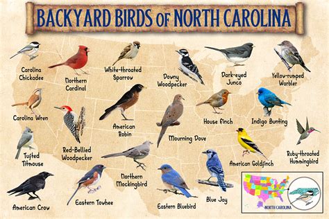 Birds in Burlington North Carolina