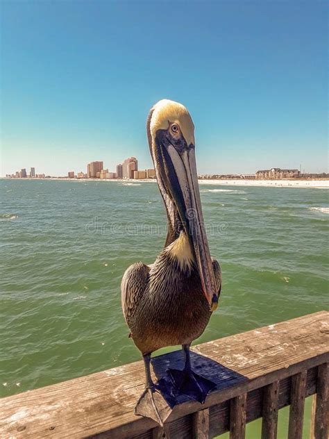 Birds in Gulf Shores Alabama