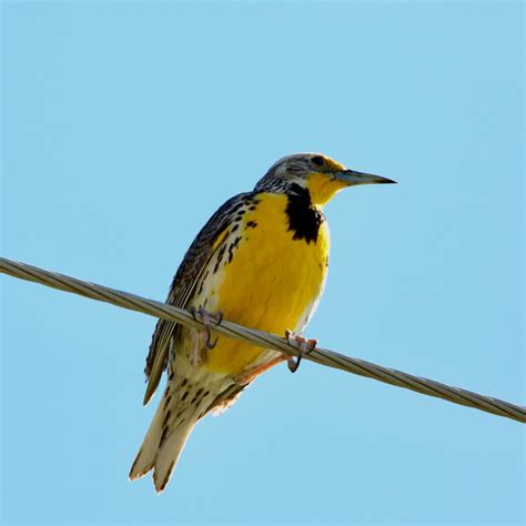 Birds in Kansas - Bird Watching Academy