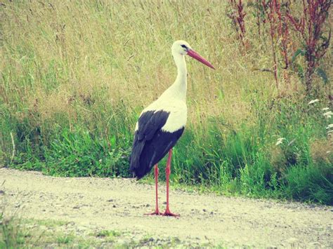 Birds in Lithuanian? How to use Birds in Lithuanian. Learn Lithuanian