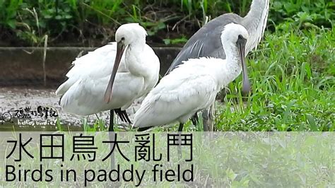 Birds in paddy field - YouTube