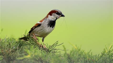 Birds nesting in agricultural lands more vulnerable to extreme heat, study finds