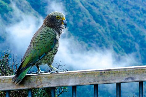 Birds new zealand. When it comes to travelling to New Zealand, one of the most important things to consider is the cost of a visitor visa. A visitor visa is required for anyone who wants to stay in t... 