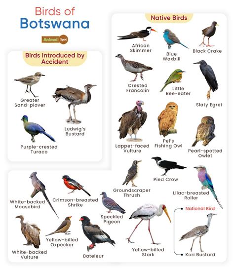 Birds of Botswana - BirdGuides