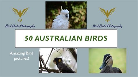 Birds of Eastern Australia - YouTube