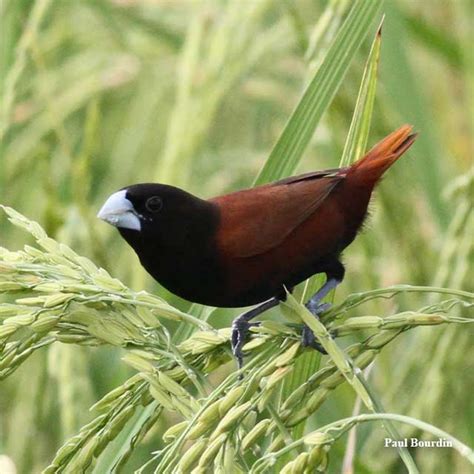 Birds of IRRI - Rice Today