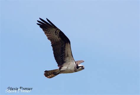 Birds of Nova Scotia - PBase