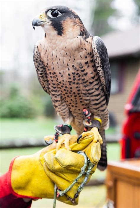 Birds of Prey Rehabilitation Center in Conway is labor of love ... - MSN