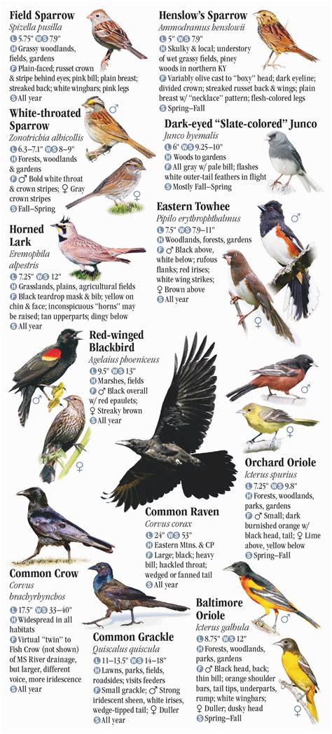 Birds of kentucky a guide to common and notable species. - Bajaj chetak 2 stroke repair manual.