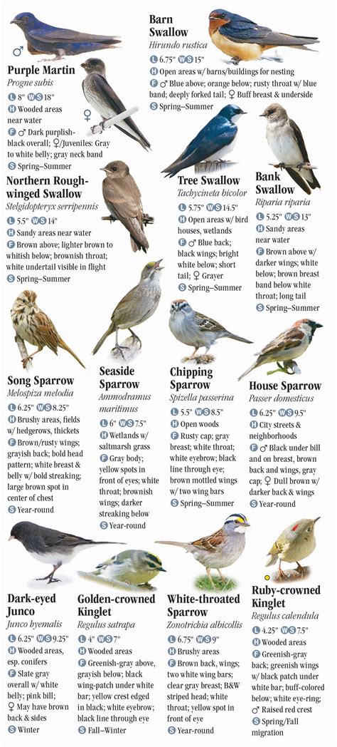 Birds of new york city including western long island and northeastern new jersey city bird guides. - Manuale specialistico della resistenza fitness nfpt.