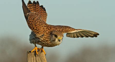 Birds of prey Shropshire Wildlife Trust