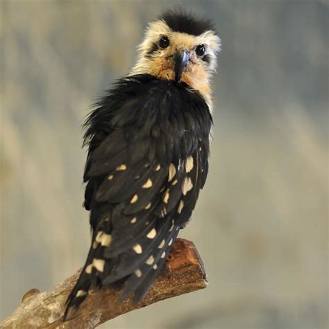 Birds of prey get respect at Maitland