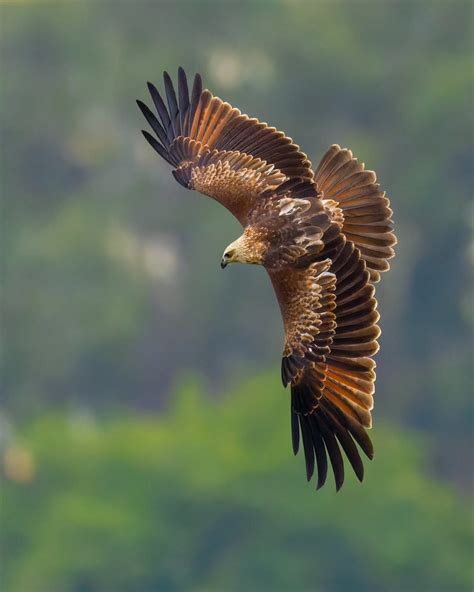 Birds of prey names.  Ferruginous hawk.  Buzzards.  Brahminy kite.  Red...