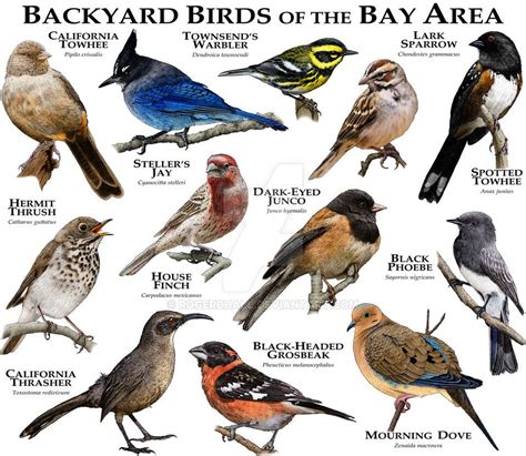 Birds of san francisco and the bay area city bird guides. - 2004 mazda tribute electrical wiring diagram service repair shop manual book 04.