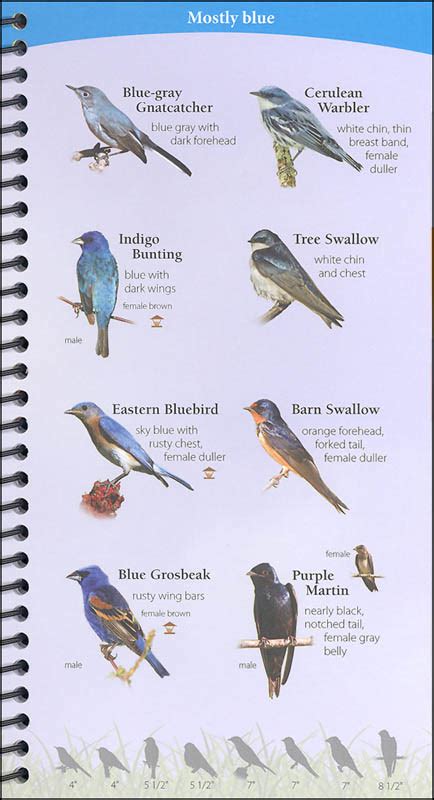 Birds of the northeast quick guide adventure quick guides. - Tagebuch des abt michael gaisser der benediktinerabtei st. georg zu villingen, 1595-1655..
