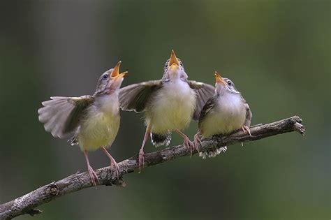 Birds singing in the morning. Mar 3, 2017 · Singing at dawn is a technique used by males to prove their health and vigour to potential partners. No wonder: the singing is strictly linked to the birds’ “love life” and it is important throughout every stage of the relationship, from courtship to nest. When the song becomes music. The lark’s morning song is not the only melody to ... 