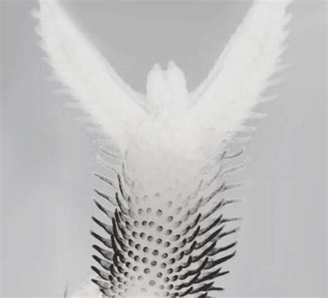 Birds take flight with help from Sonic hedgehog - Phys.org