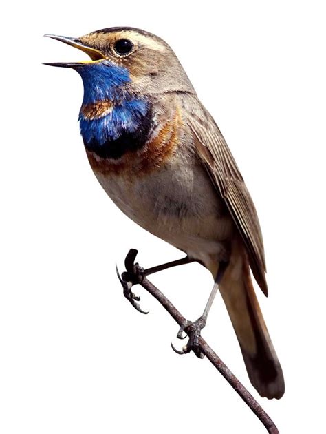 Birdsong - Definition, Meaning & Synonyms