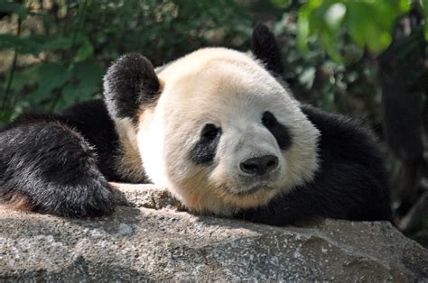 Bired panda. Things To Know About Bired panda. 
