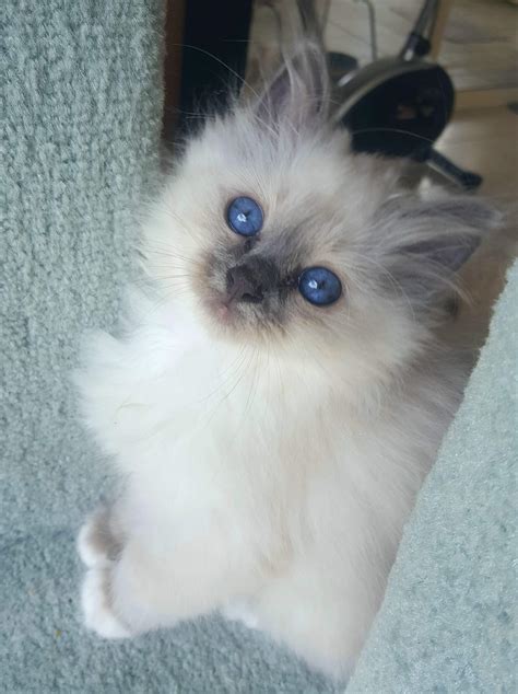 Birman Breeders in WA - Pets [HQ]