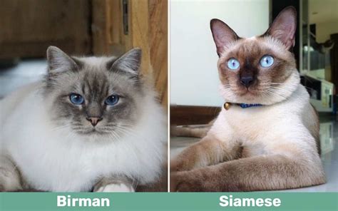 Birman Cat vs Siamese Cat: What Are The Differences? - AZ Animals