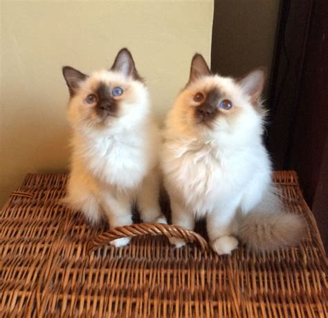 Blue point himalayan kittens for sale near sales me