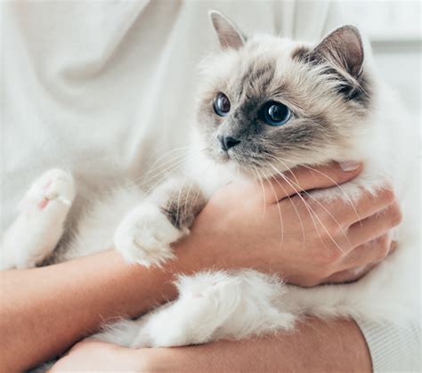 Birman Kittens for Sale in Sacramento California - AdoptaPet.com