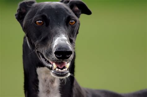 Birmingham Greyhound Protection > England/West Midlands …