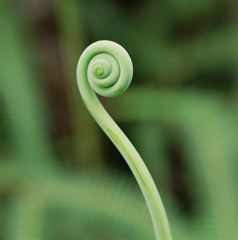 Birth Doula — Fiddlehead + Fern