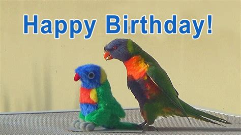 Birthday Video Card - Funny Birds - YouTube