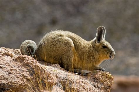 Viscacha Andes rodents sunbathing over the rocks at Andes mountains Altiplano meadows, a tranquil wild life scene in the outdoors. Amazing seeing the animals in the wild with its freedom and peace Lauca National Park is an amazing destination on the Atacama Desert north extreme at the border with Peru and Bolivia.. 