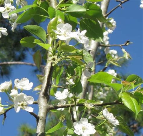 Biscamp Soft Pear Tree - Just Fruits and Exotics