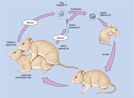 Bisexual Reproduction Nature of the Reproductive Process The